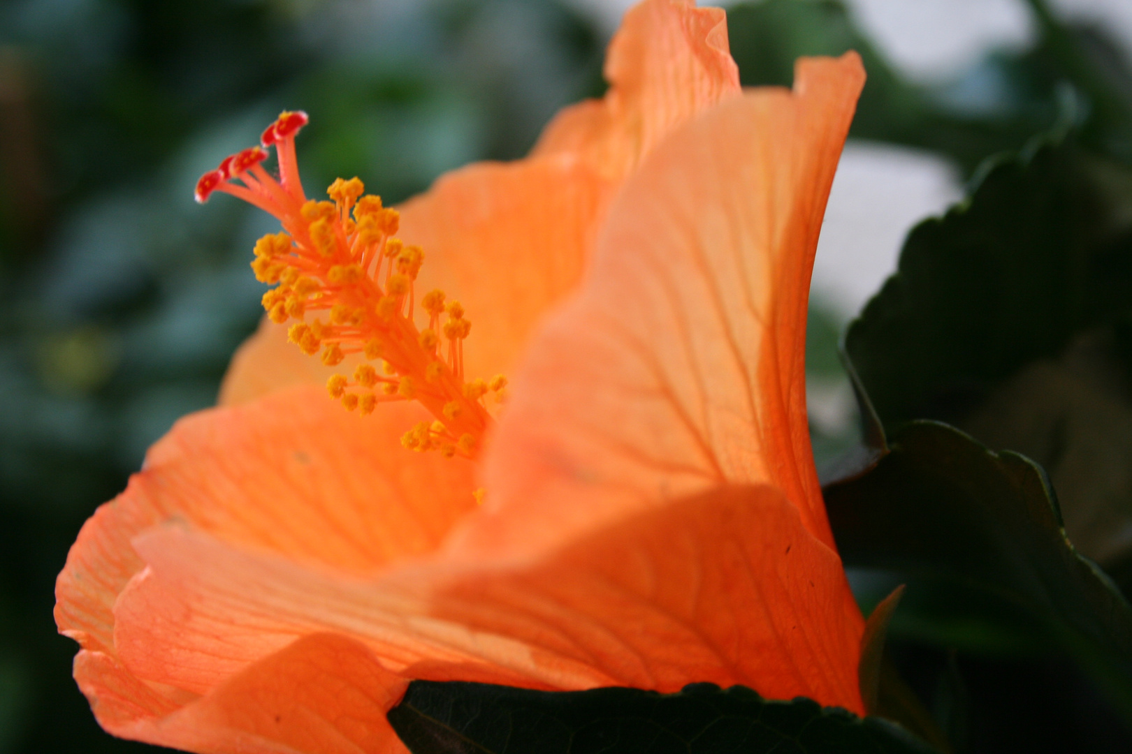 Hibiskus