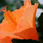 Hibiskus