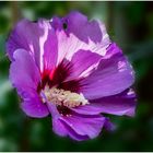 Hibiskus