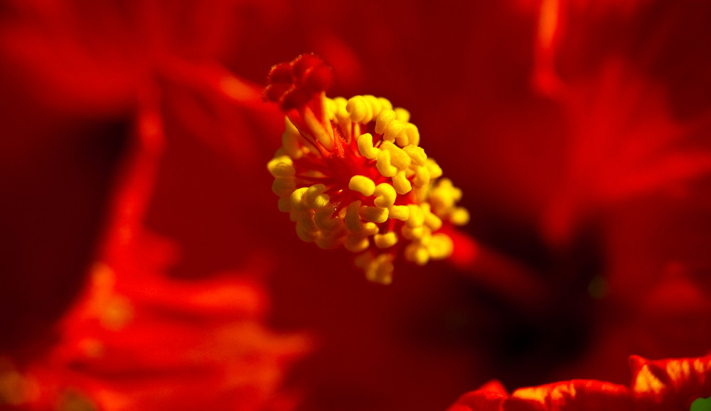 Hibiskus