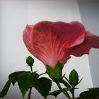 Hibiskus