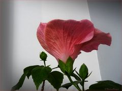 Hibiskus