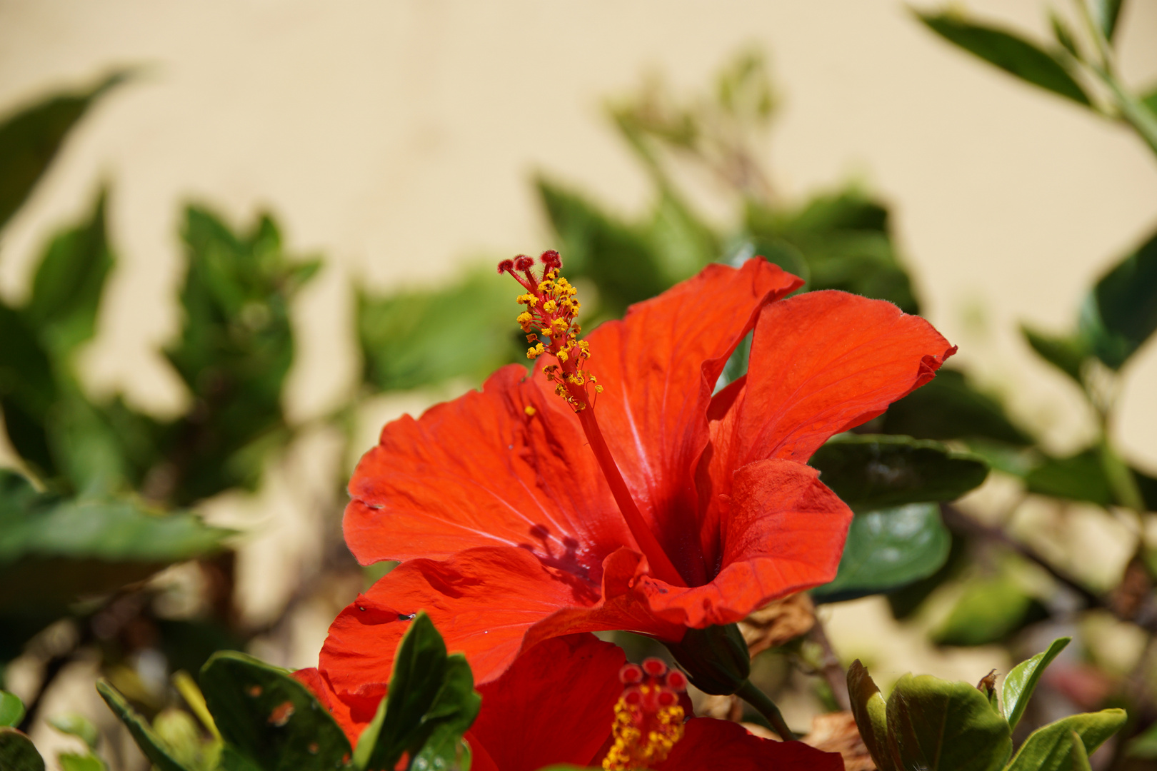 Hibiskus