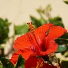 Hibiskus