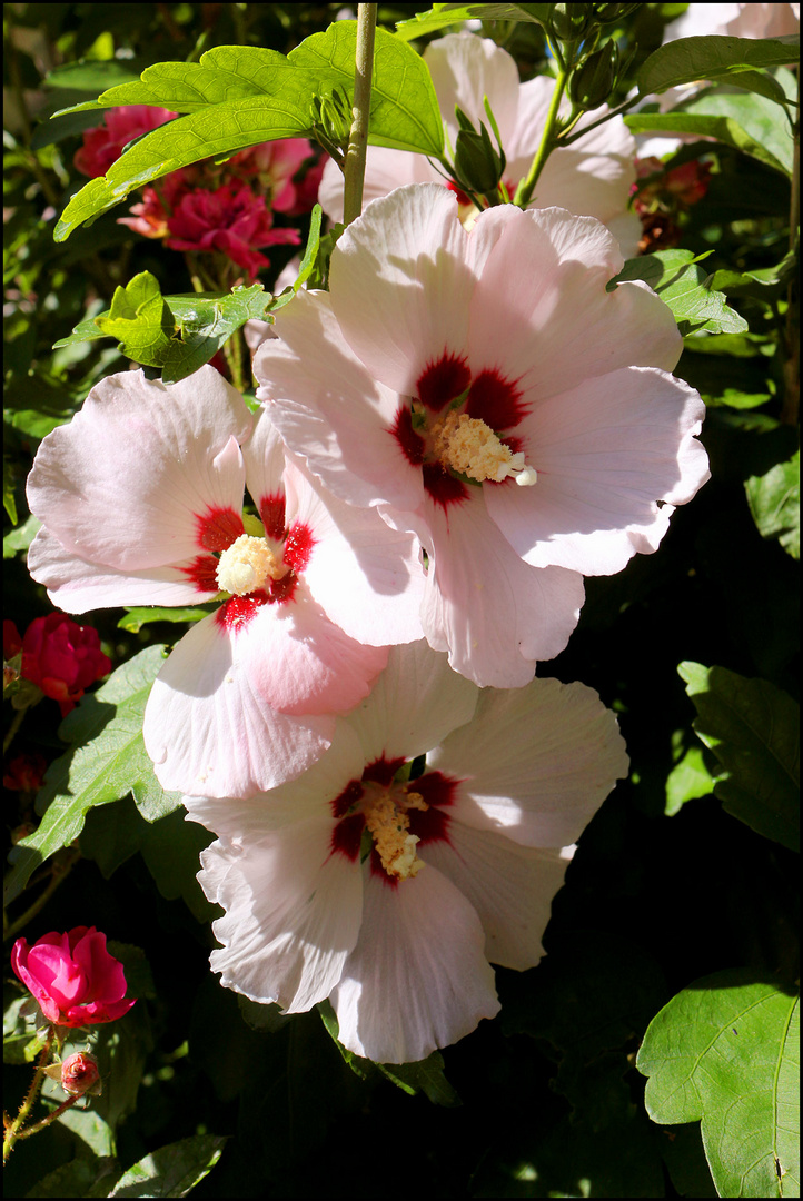 Hibiskus