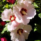 Hibiskus