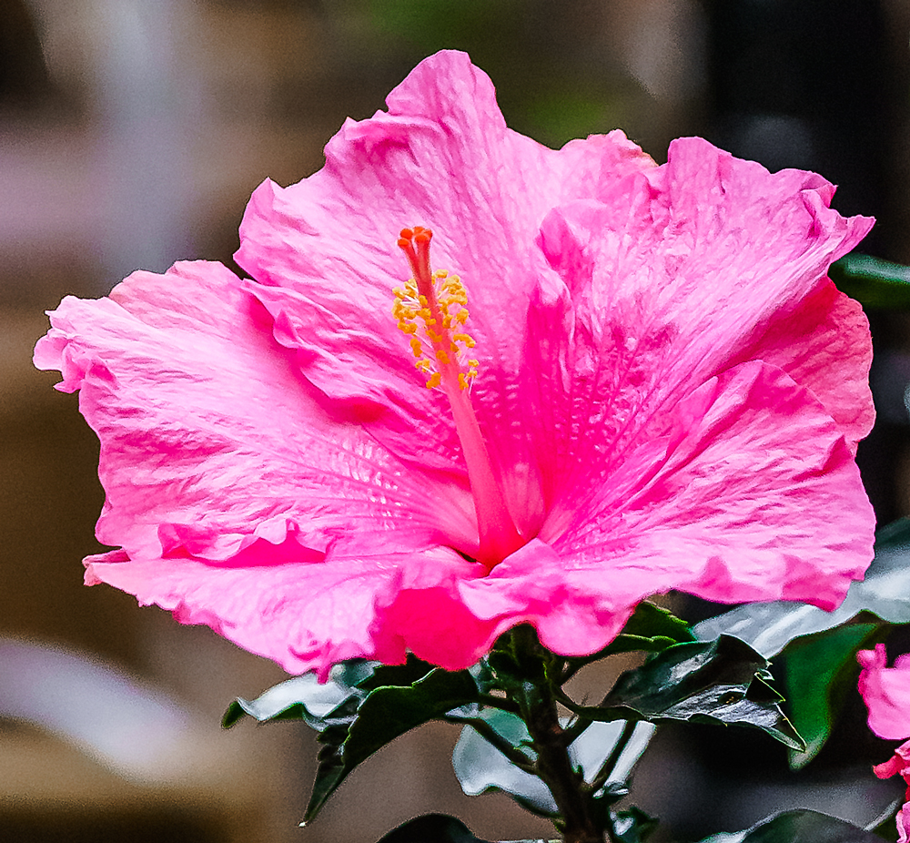 Hibiskus