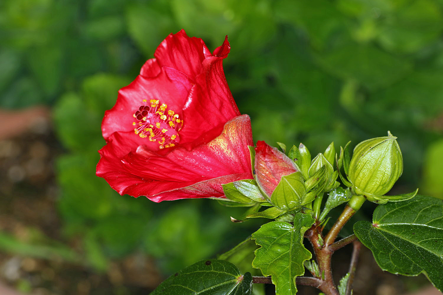 Hibiskus