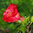 Hibiskus