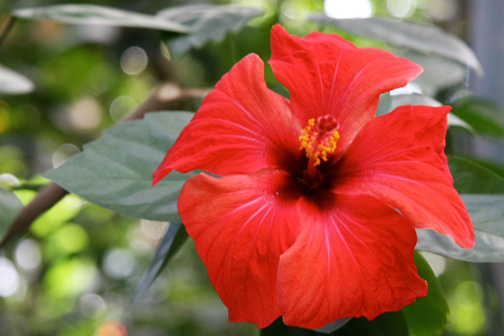 Hibiskus