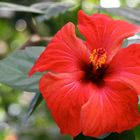 Hibiskus