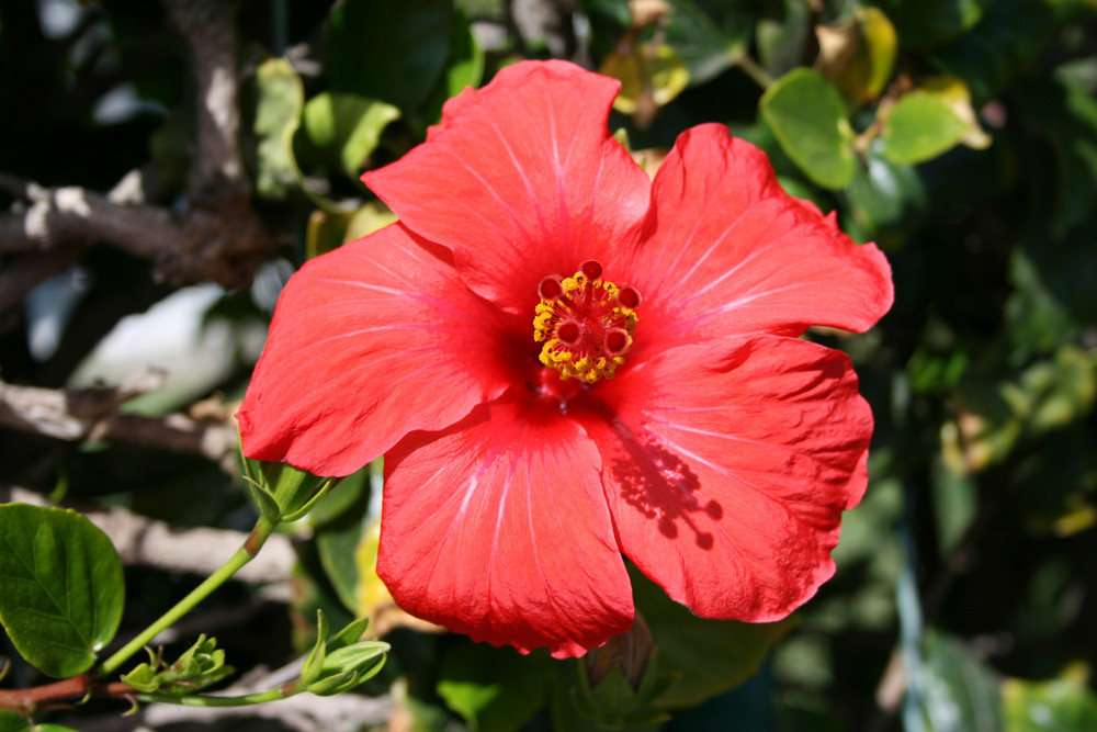 Hibiskus