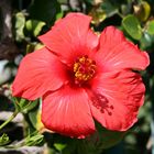 Hibiskus