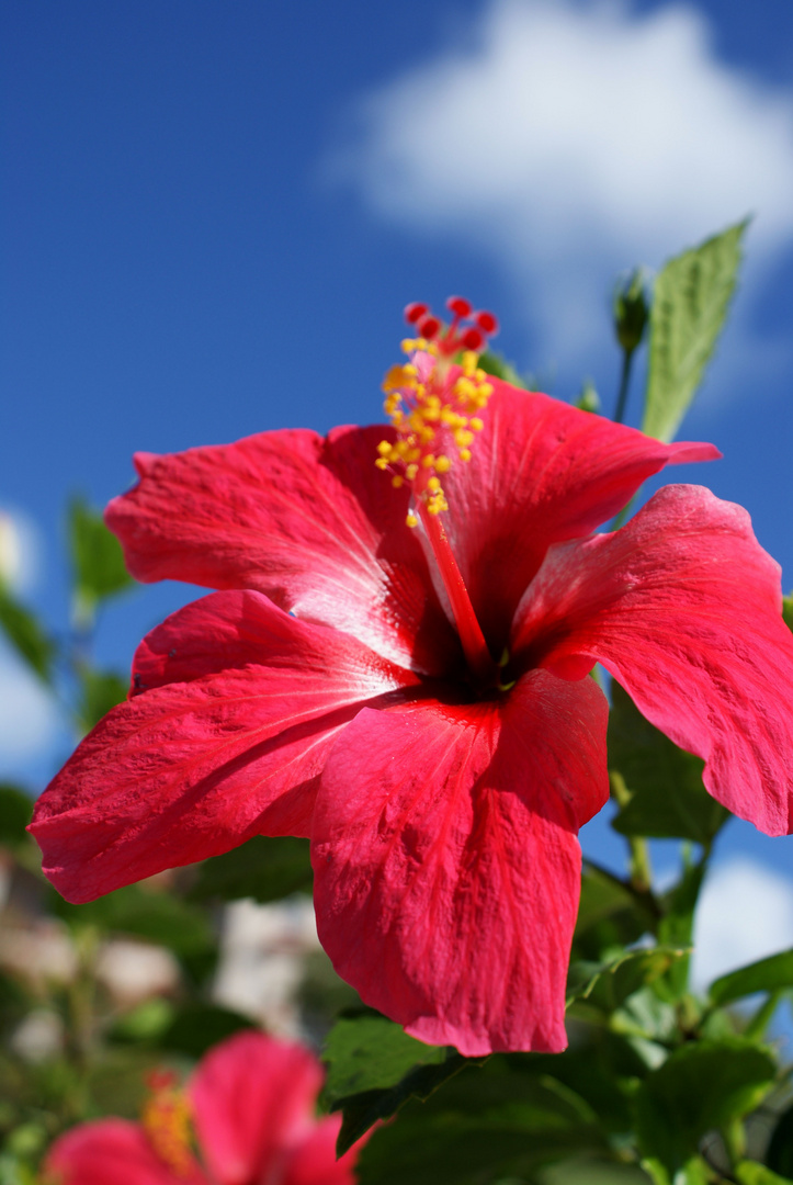 Hibiskus