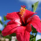 Hibiskus