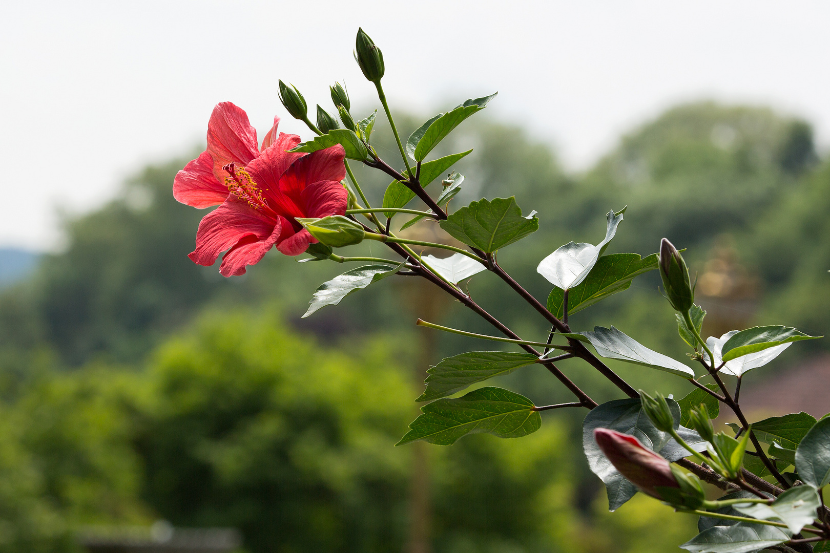 Hibiskus