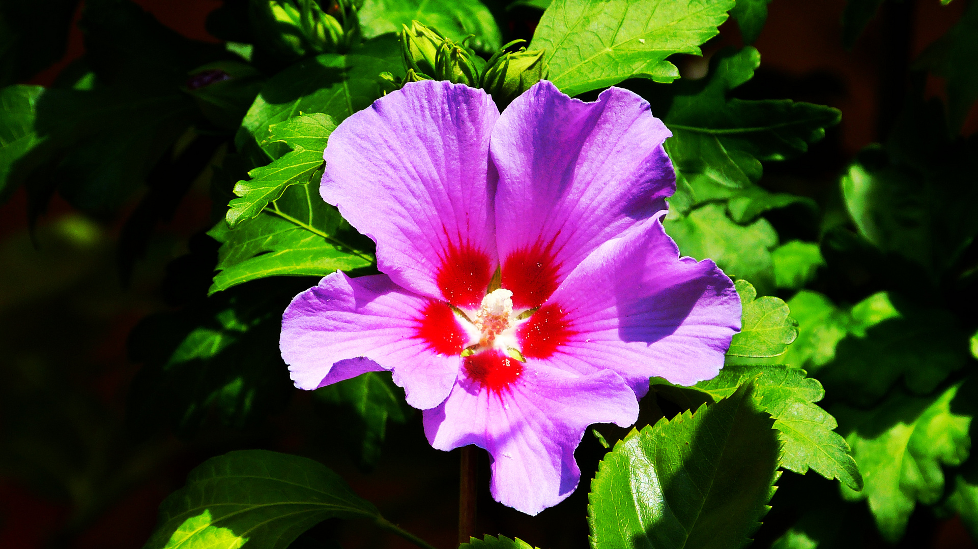 Hibiskus Foto & Bild bäume, natur, landschaft Bilder auf