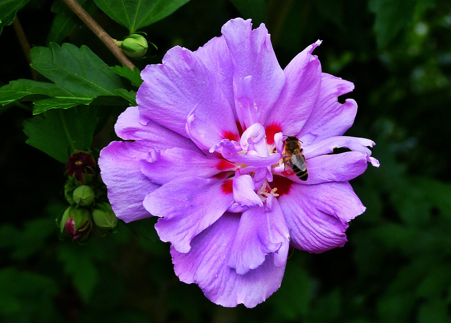 Hibiskus 7 Foto & Bild pflanzen, pilze & flechten, blüten