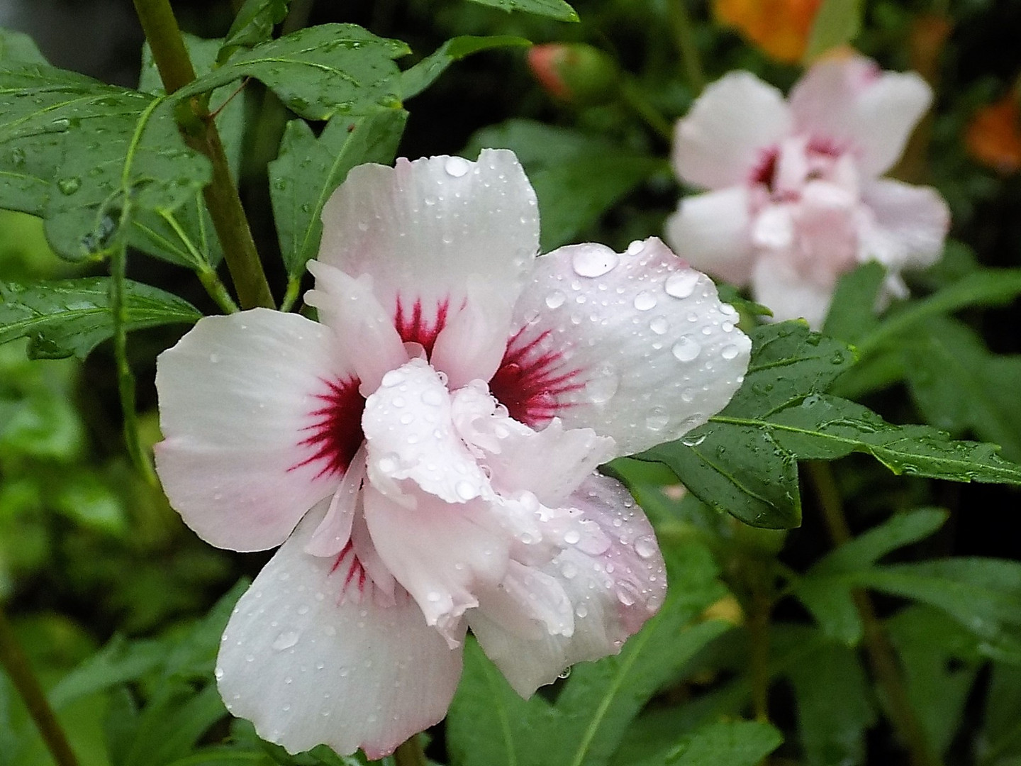 Hibiskus