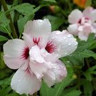 Hibiskus