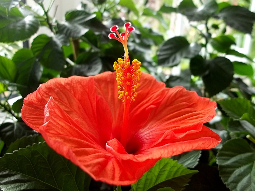 Hibiskus