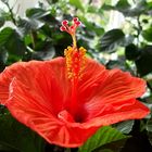 Hibiskus