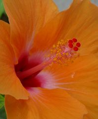 hibiskus