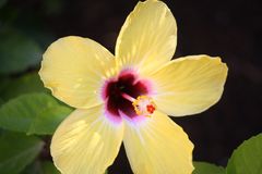 Hibiskus