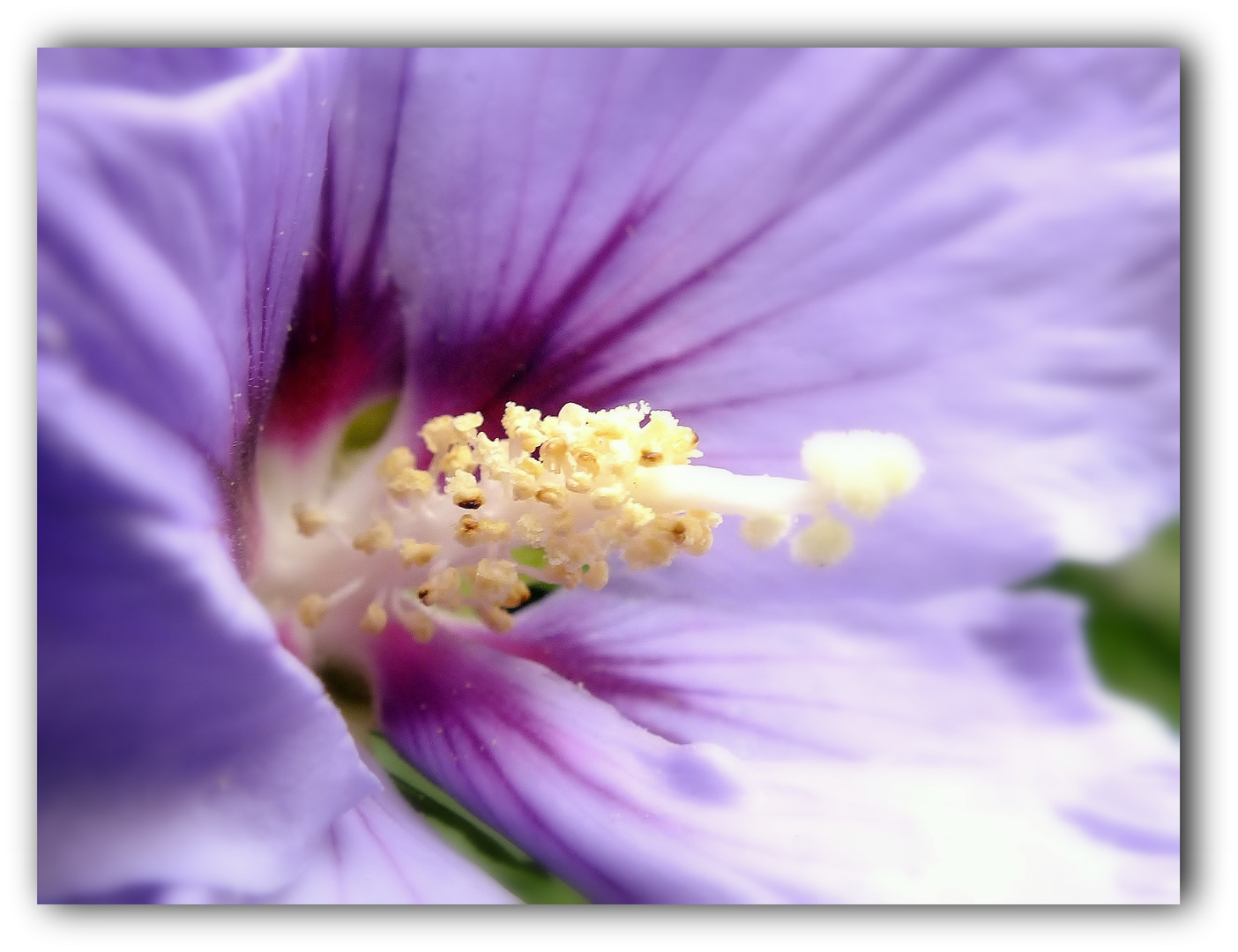 Hibiskus