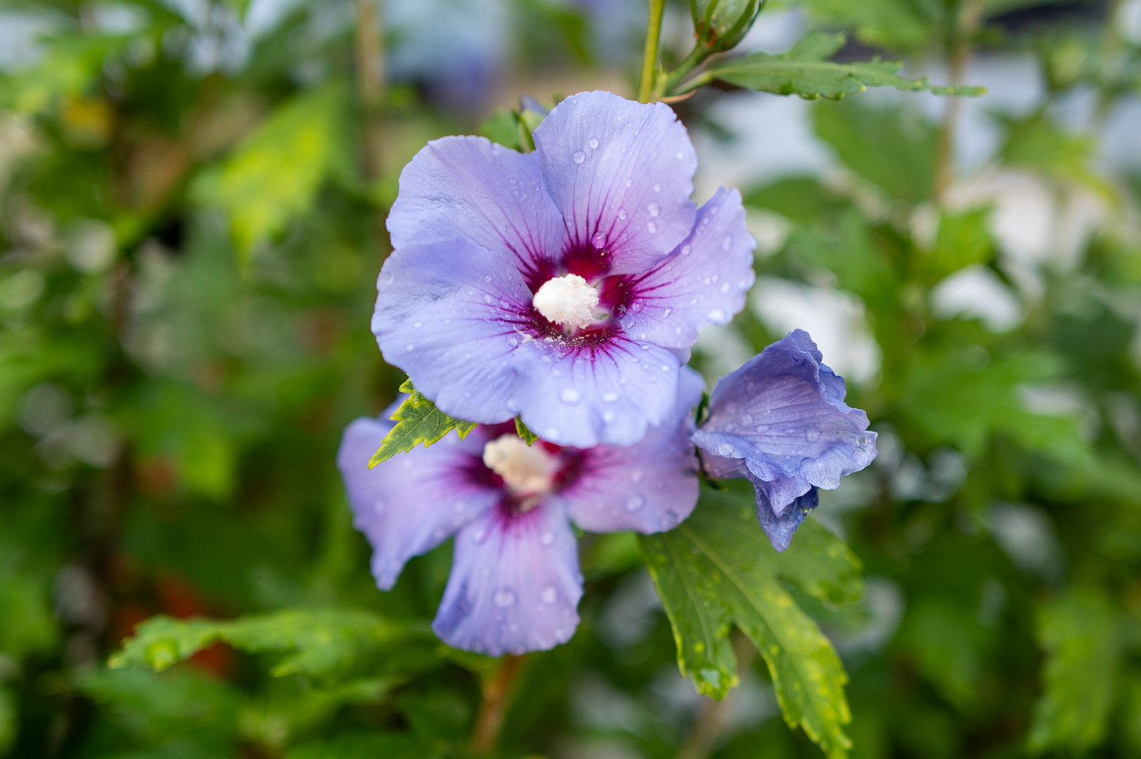 Hibiskus