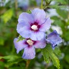 Hibiskus