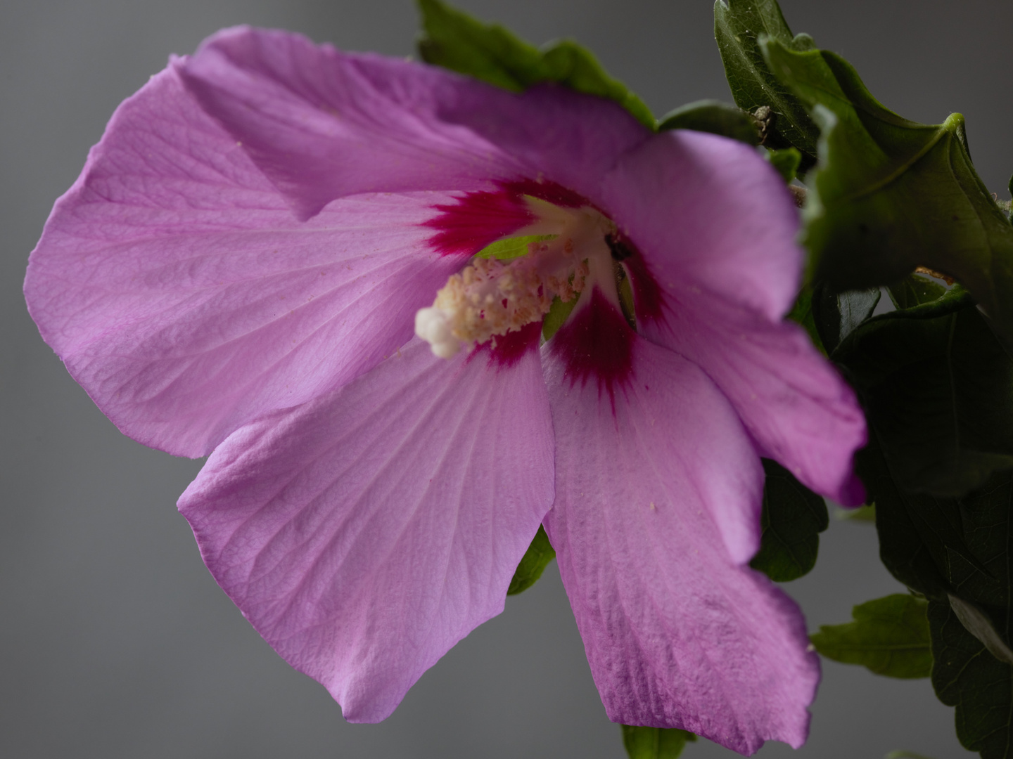 Hibiskus