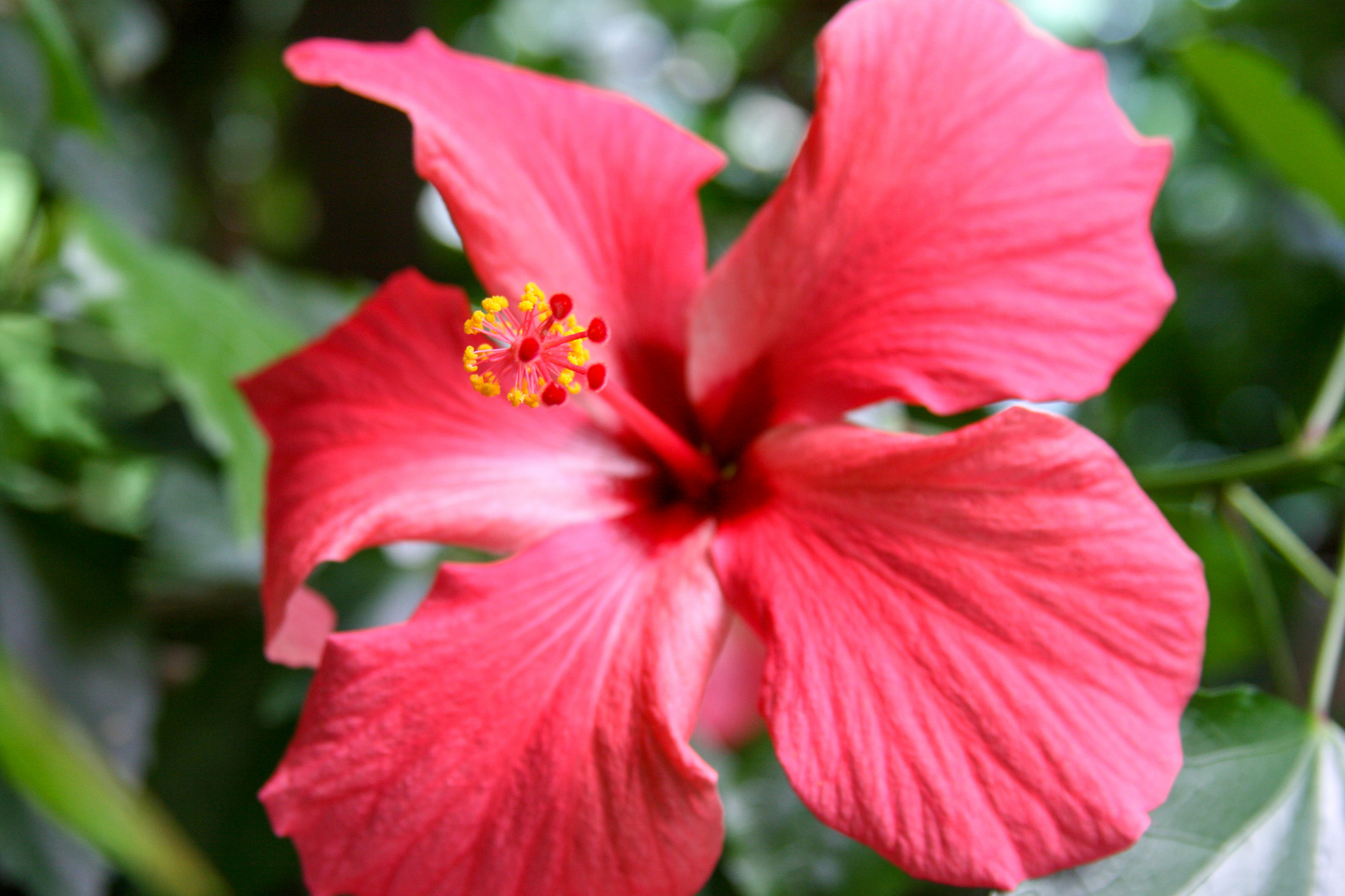 Hibiskus 