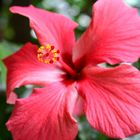 Hibiskus 