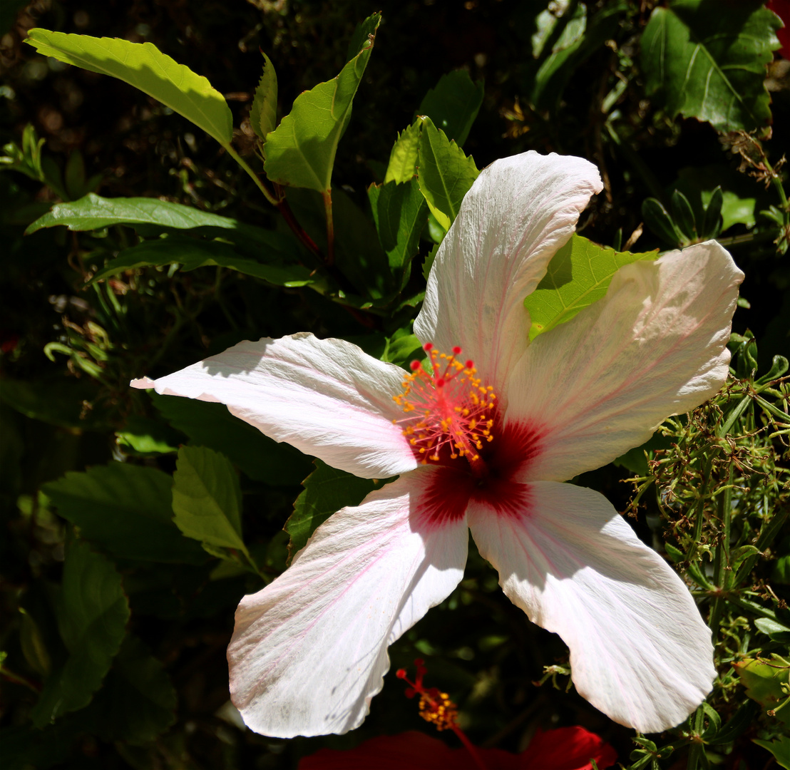 Hibiskus