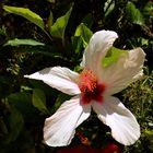 Hibiskus