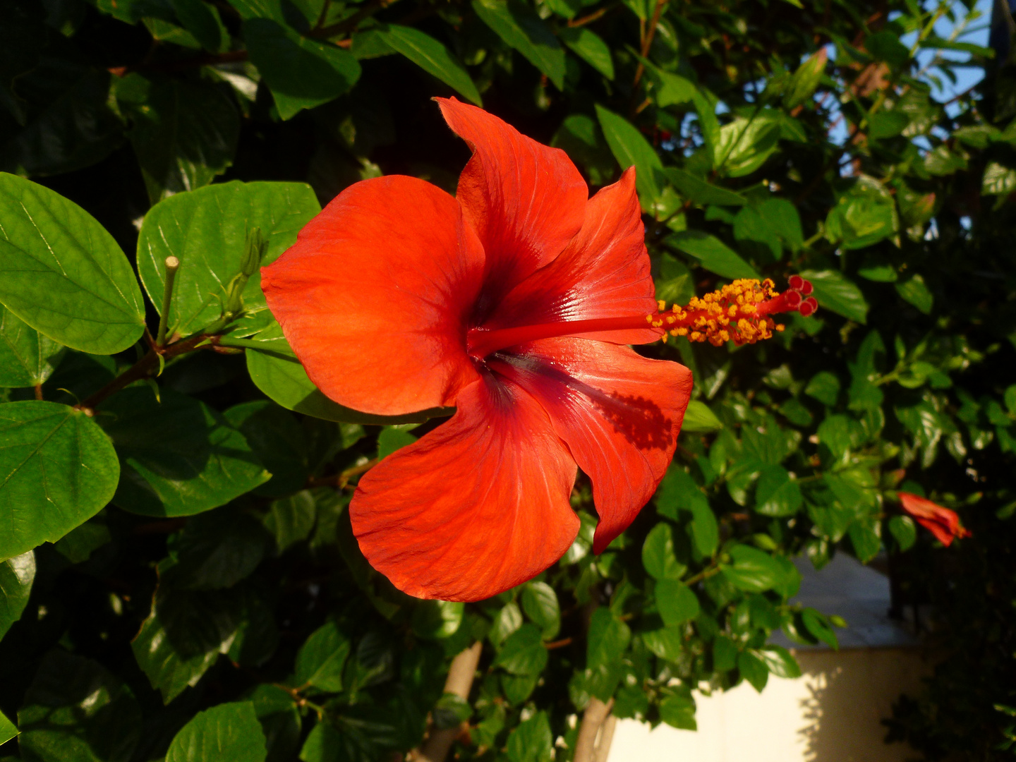 Hibiskus