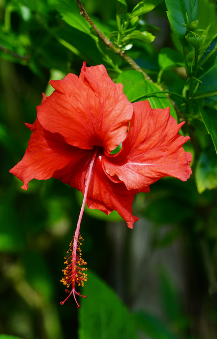 Hibiskus