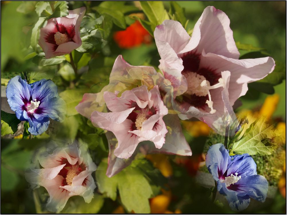 Hibiskus