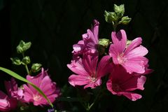 Hibiskus