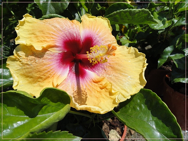 Hibiskus