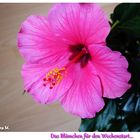 Hibiskus