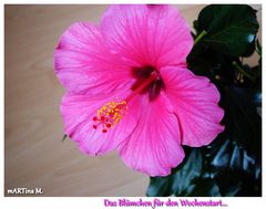 Hibiskus