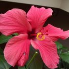 Hibiskus