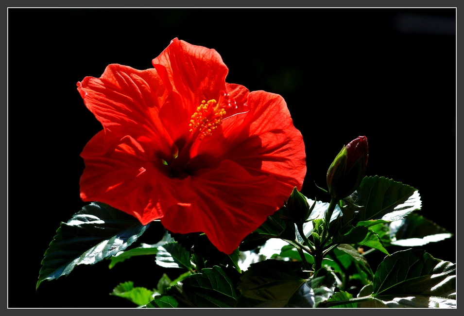 Hibiskus