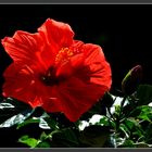 Hibiskus