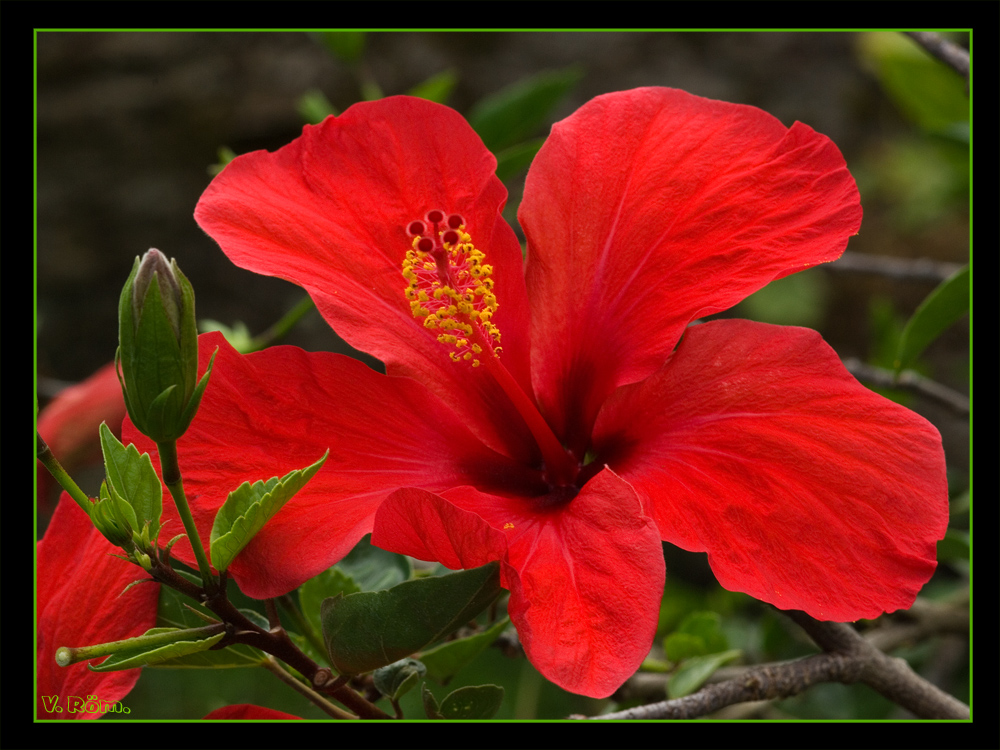 Hibiskus