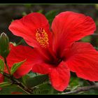 Hibiskus