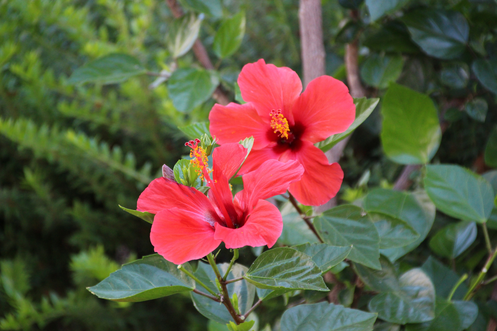 Hibiskus