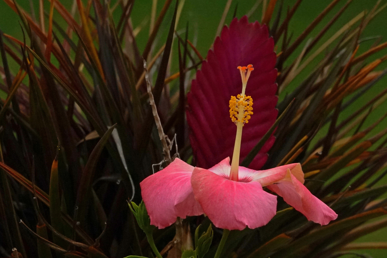 Hibiskus